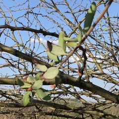 Tapinanthus