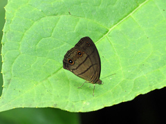 Megeuptychia monopunctata