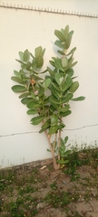 Tracheophyta