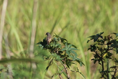 Prinia subflava pondoensis
