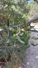 Quercus saltillensis