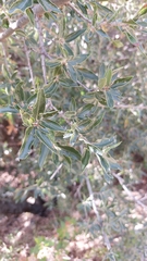 Quercus saltillensis