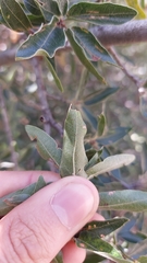 Quercus saltillensis
