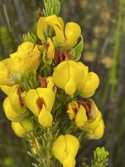 Cyclopia genistoides