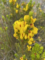 Cyclopia genistoides