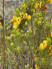 Cyclopia genistoides