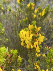 Cyclopia genistoides