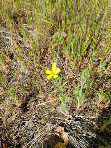 Image of Lemon-Scented Tarweed (Madia citriodora) by no rights reserved