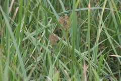 Cyperus latifolius