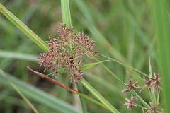 Cyperus latifolius
