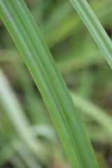 Cyperus latifolius