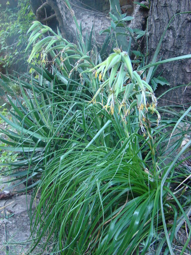 Puya mirabilis, photograph 2