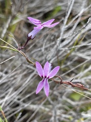 Cyphia volubilis volubilis