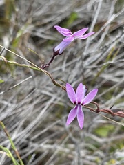 Cyphia volubilis volubilis