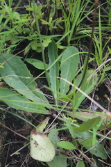 Crepis hypochaeridea