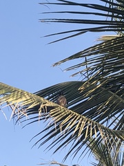 Acridotheres tristis