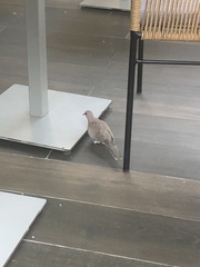 Streptopelia senegalensis