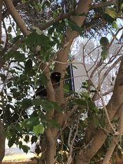 Acridotheres tristis