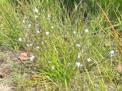 Caesia parviflora parviflora