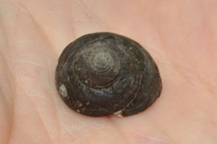 Tegula argyrostoma
