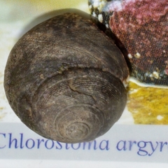 Tegula argyrostoma