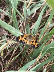 Phyciodes tharos orantain