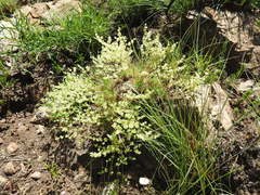 Psammotropha