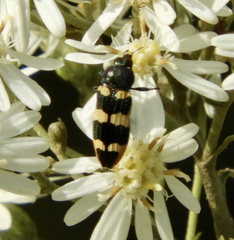 Castiarina interstitialis