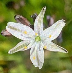Caesia parviflora parviflora
