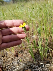 Madia citriodora