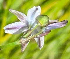 Caesia parviflora parviflora