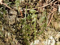 Asplenium ritoense