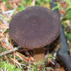 Lactarius fallax concolor