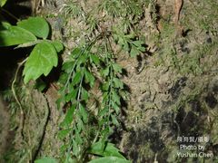 Asplenium cuneatiforme