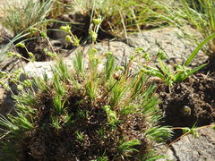Psammotropha