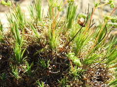 Psammotropha