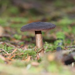 Lactarius fallax concolor