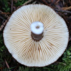 Lactarius fallax concolor
