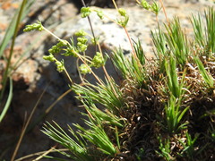 Psammotropha