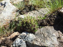 Psammotropha