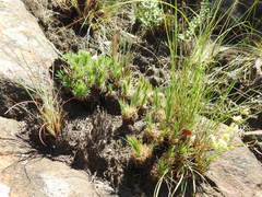 Psammotropha