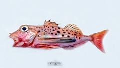 Pterygotrigla andertoni