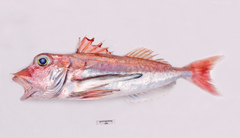 Pterygotrigla polyommata