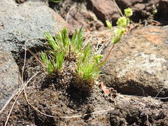 Psammotropha