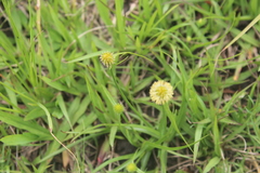 Cyperus erectus