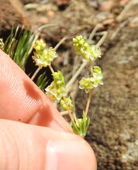 Psammotropha