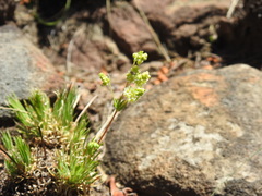 Psammotropha
