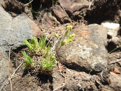 Psammotropha