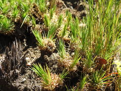 Psammotropha