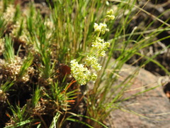 Psammotropha